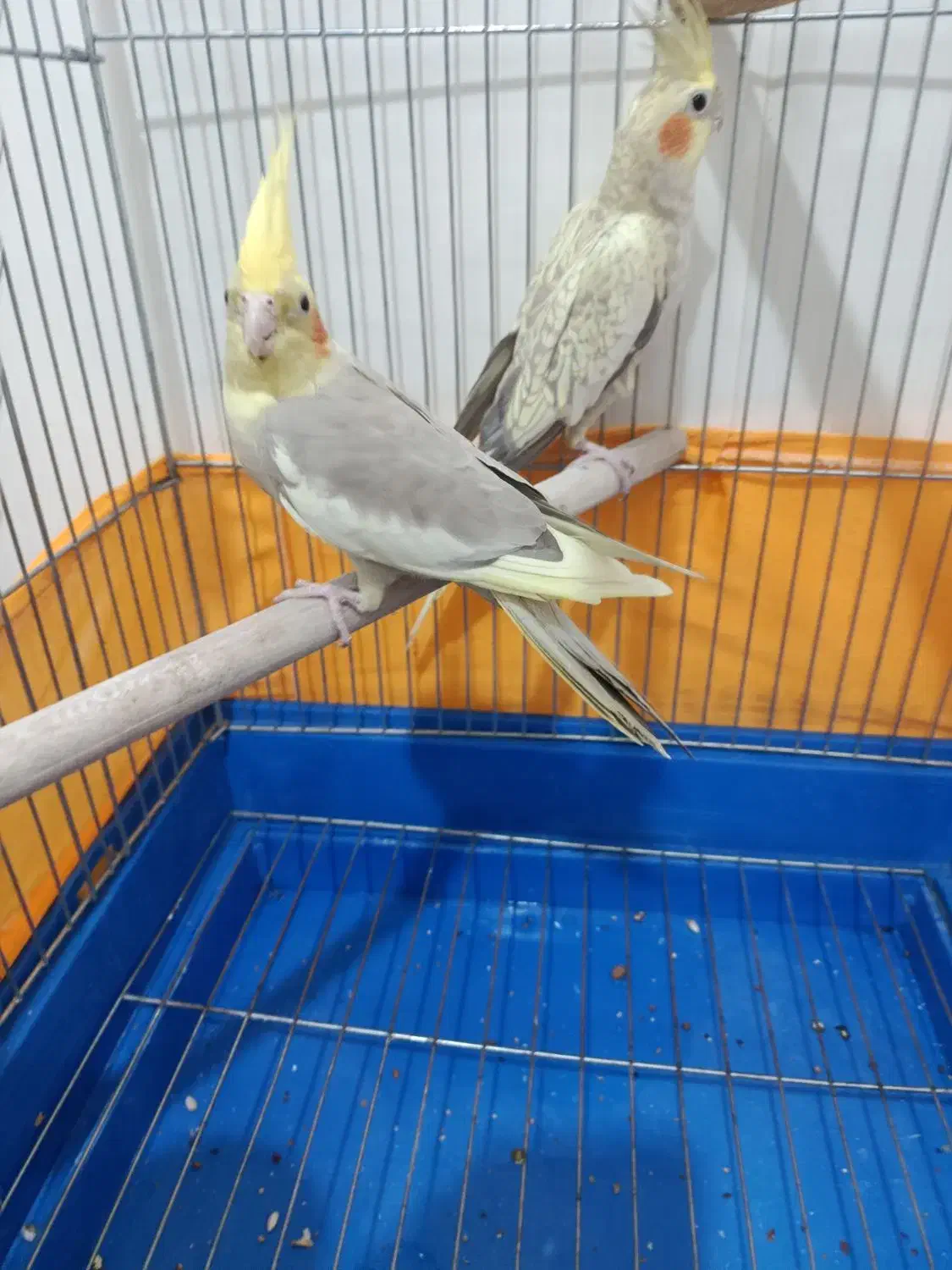 عروس هلندی|پرنده|کهک, |دیوار