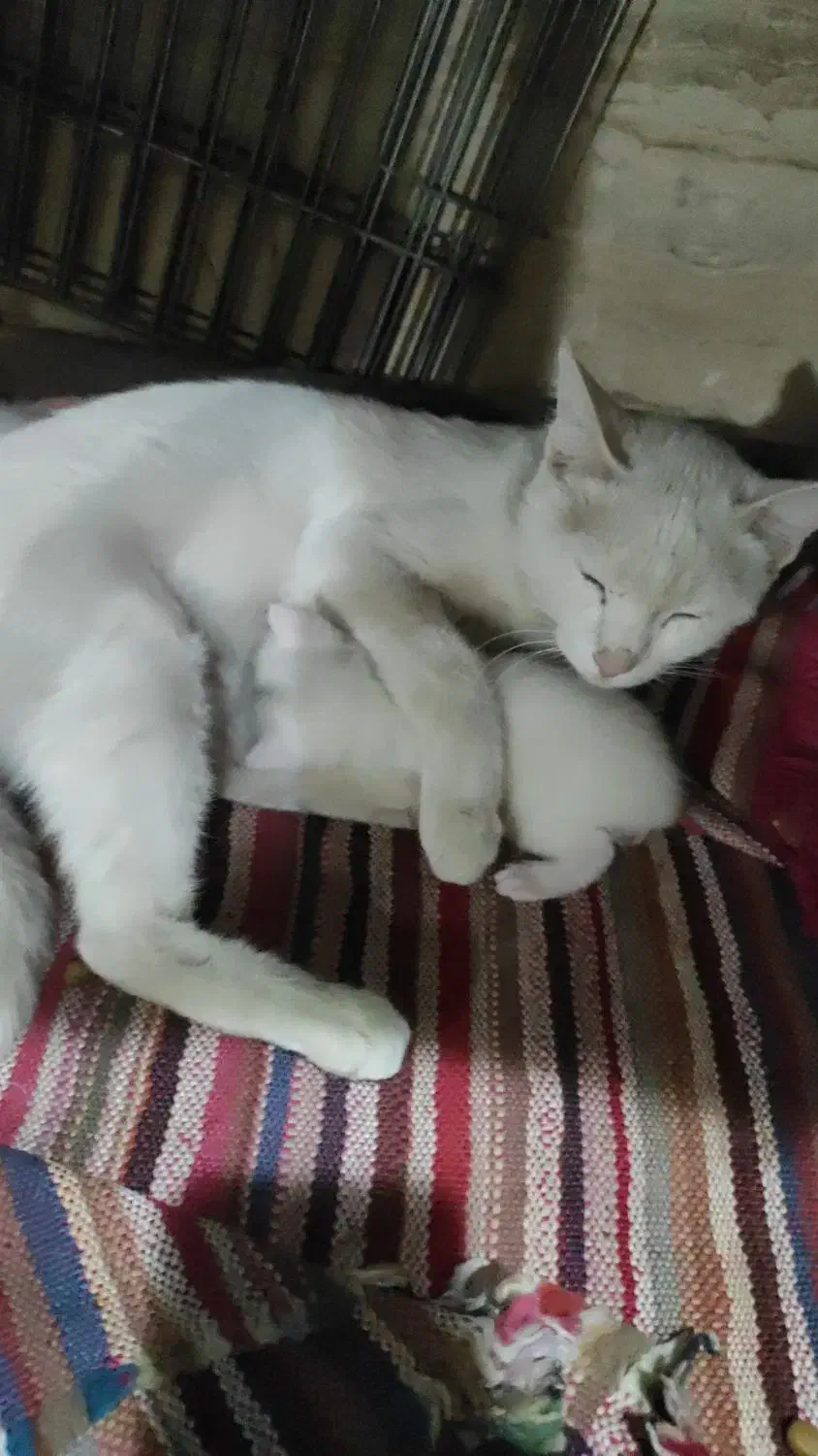 گربه اسکاتیش باتوله هاش|گربه|مشهد, شهید شهریاری|دیوار