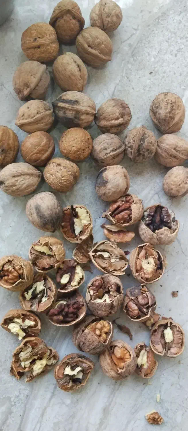 گردو کردستان همه رقمه|خوردنی و آشامیدنی|قم, ارم|دیوار