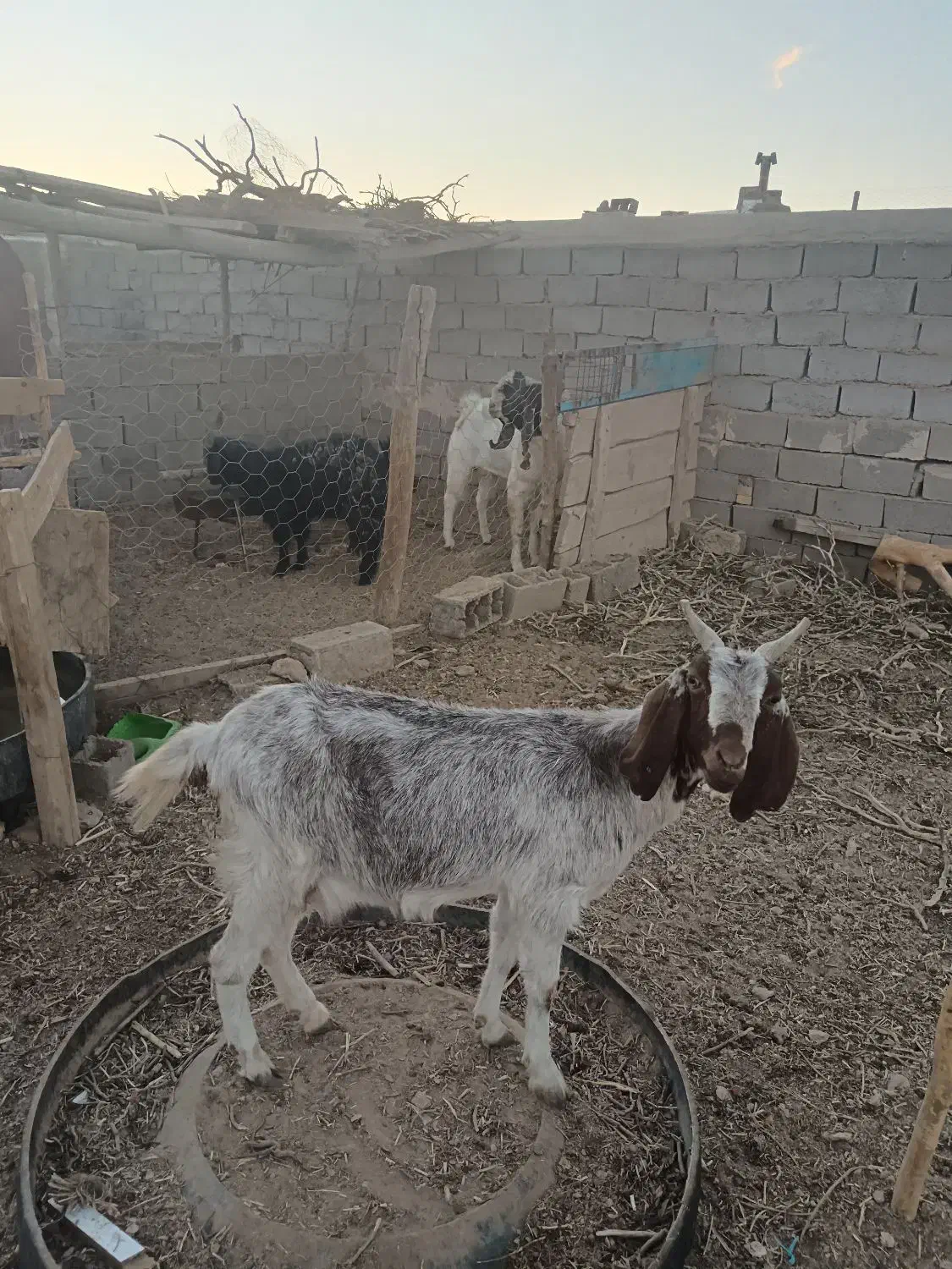 بز شیری تازه زا فروشی|حیوانات مزرعه|خواف, |دیوار