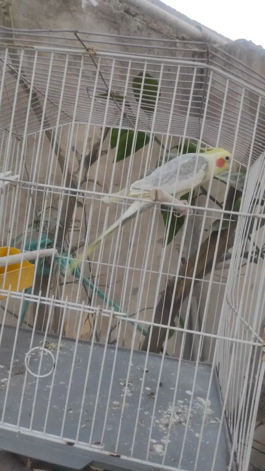 فروشی|پرنده|دهدشت, |دیوار