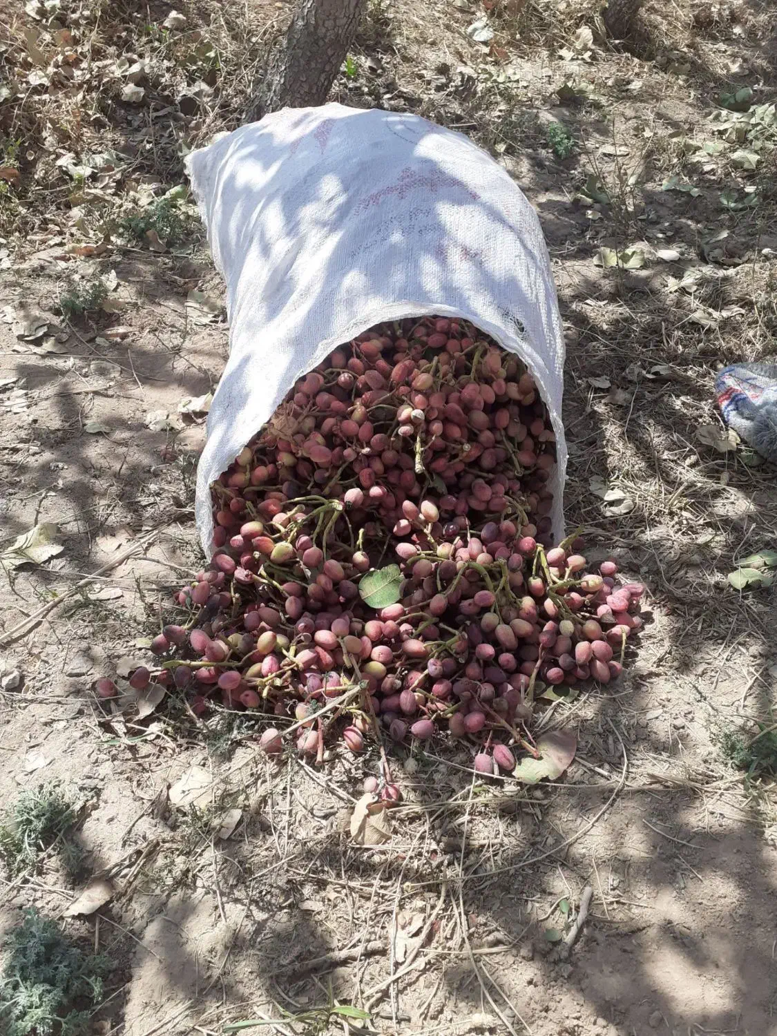 نهال درخت پسته چنتا موجود بارده پیوند اکبری|گل و گیاه طبیعی|مشکان, |دیوار