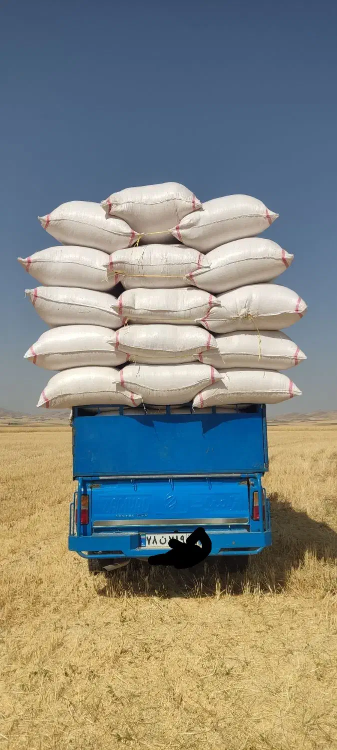 کاه کردستان|لوازم جانبی حیوانات|آفتاب, |دیوار