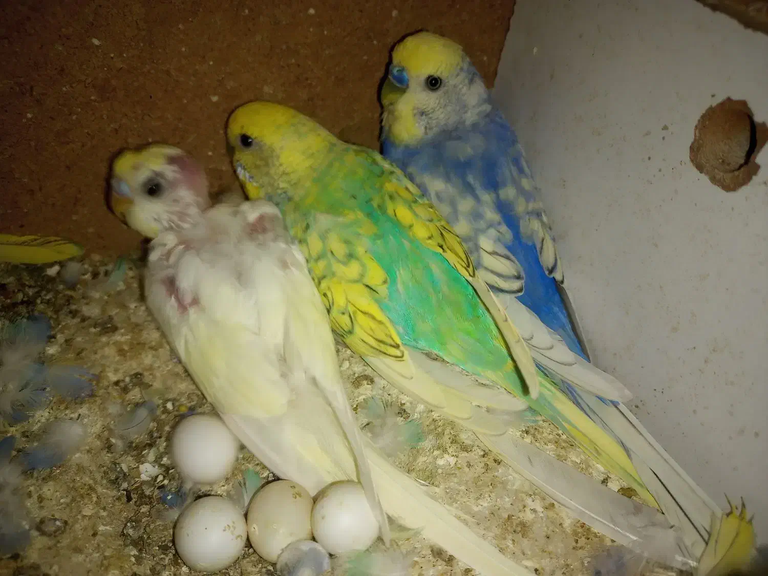 مرغ عشق ریمبو|پرنده|قم, شاه ابراهیم|دیوار