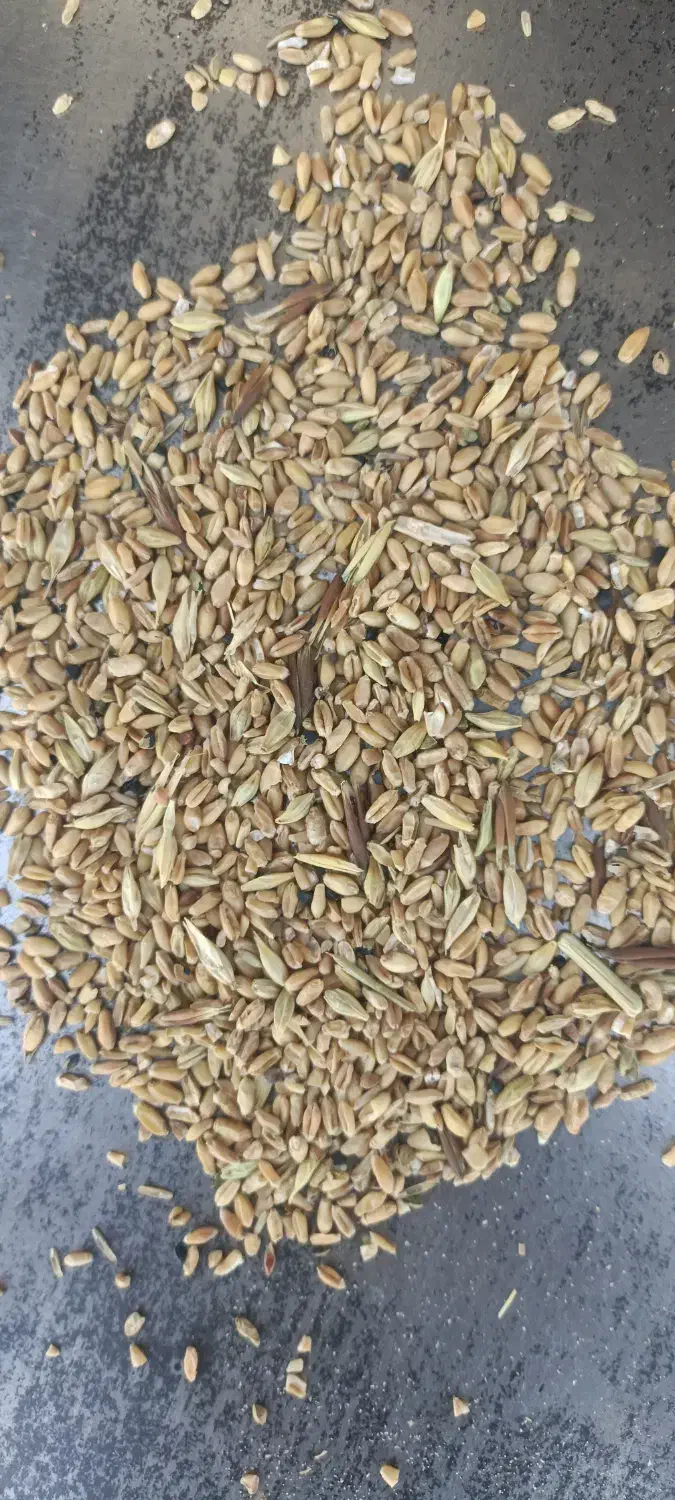 نیم دانه شسته درجه یک|لوازم جانبی حیوانات|گنبد کاووس, |دیوار