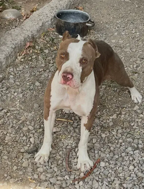 سگ گمشده|حیوانات|زنجان, |دیوار