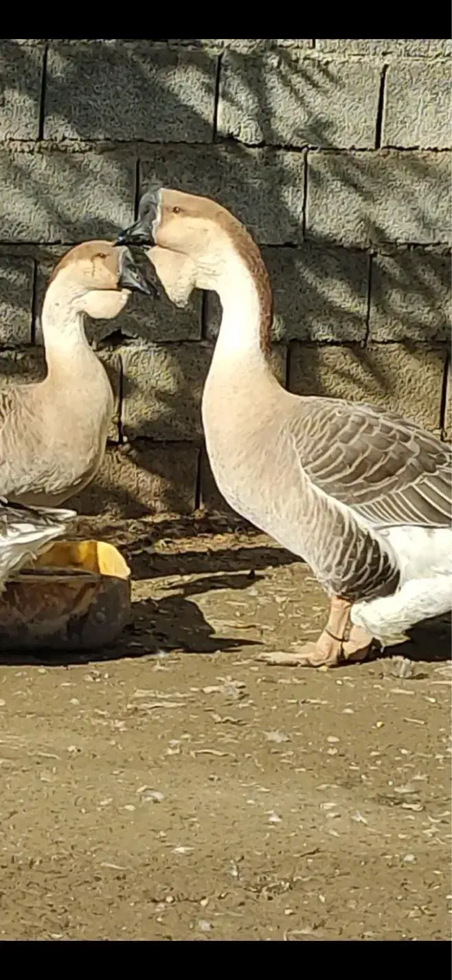 قوغاز آفریقایی|حیوانات مزرعه|کاشان, امام خمینی|دیوار