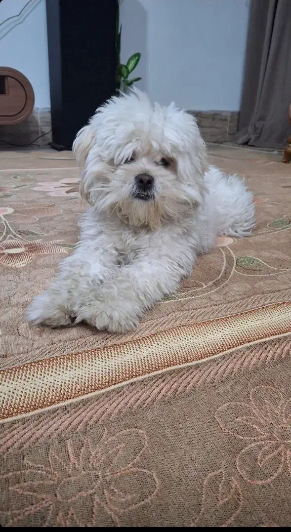 گمشده|حیوانات|نیشابور, محله میدان باغات|دیوار