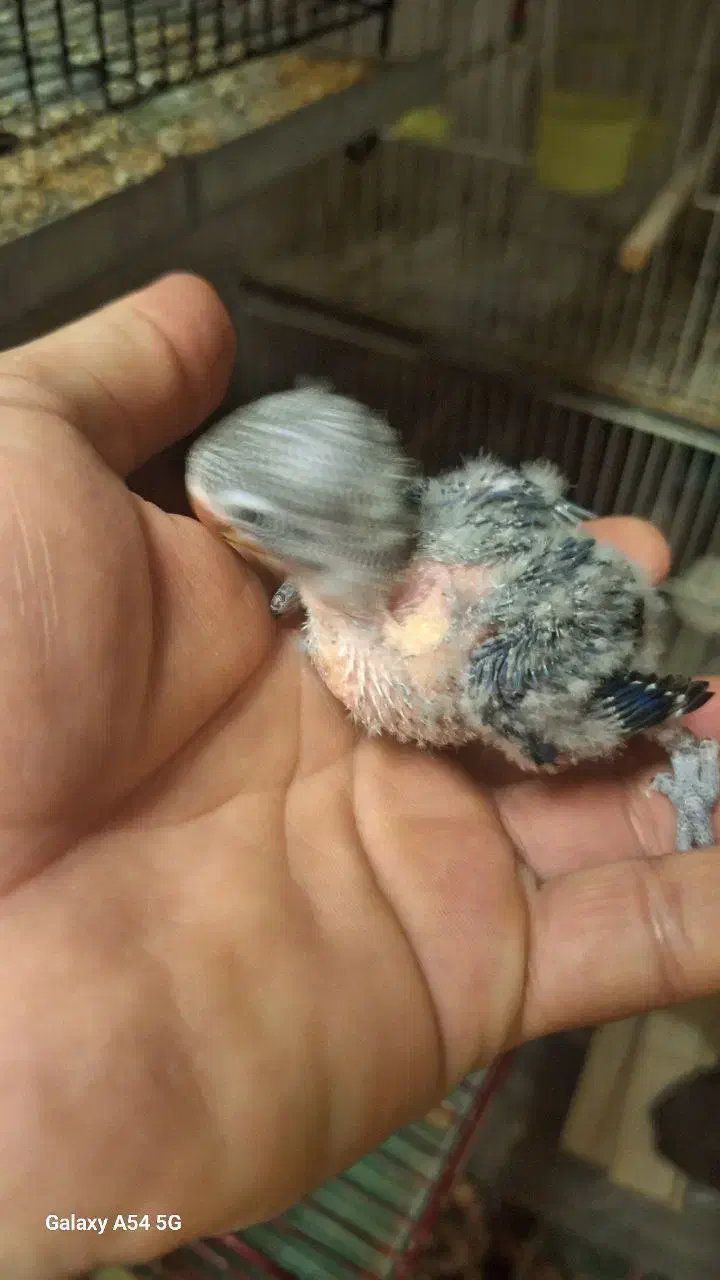 جوجه کوتوله فیشر|پرنده|تربت جام, پاسداران|دیوار