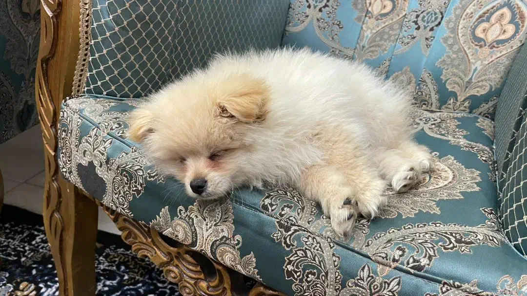 پامرنرشرایط نگهداری ندارم|سگ|قائمشهر, |دیوار