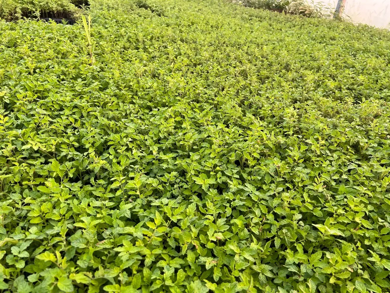 نشا۸|گل و گیاه طبیعی|کوار, |دیوار