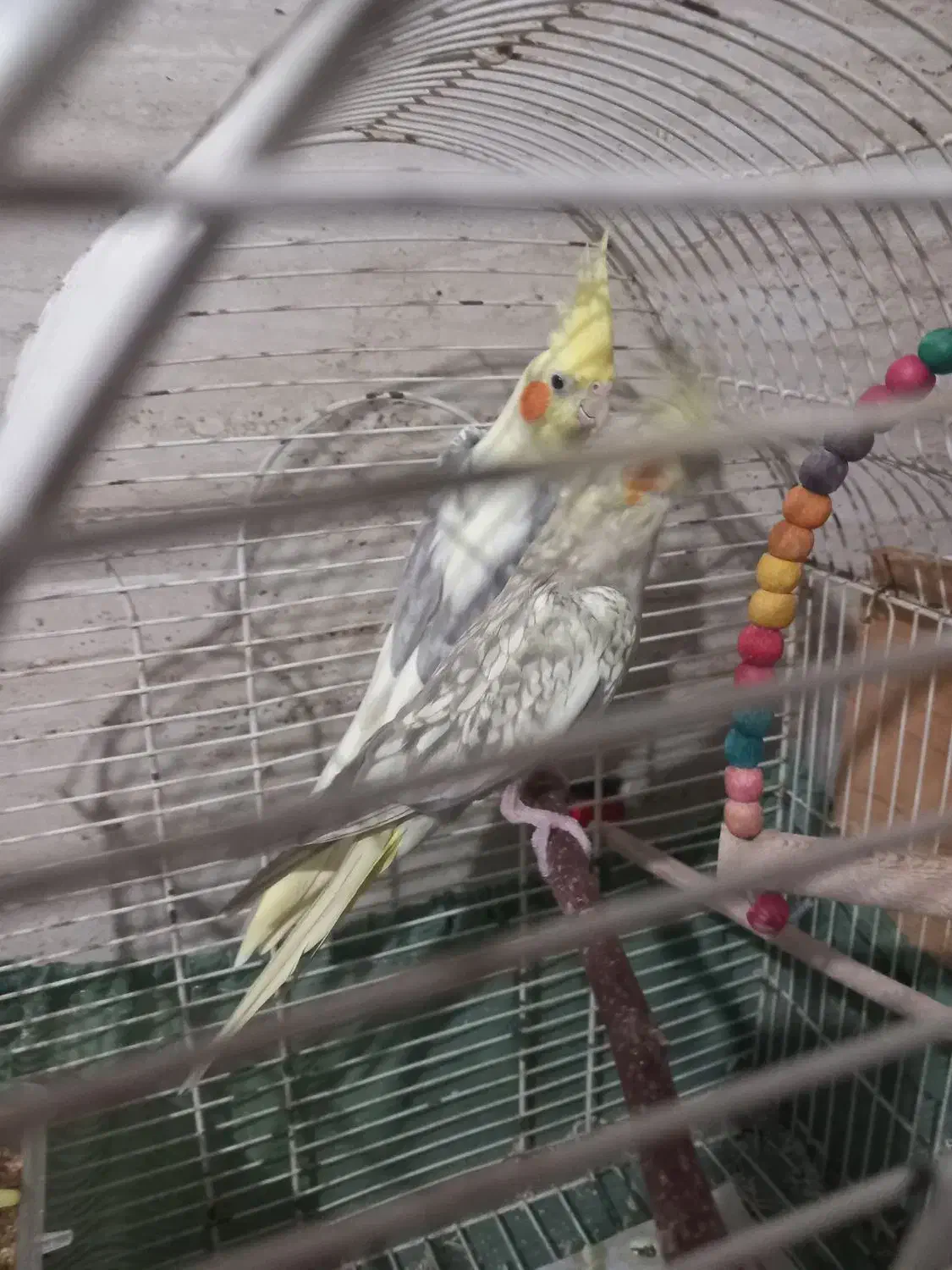 عروس هلندی|پرنده|رشت, سلیمانداراب|دیوار