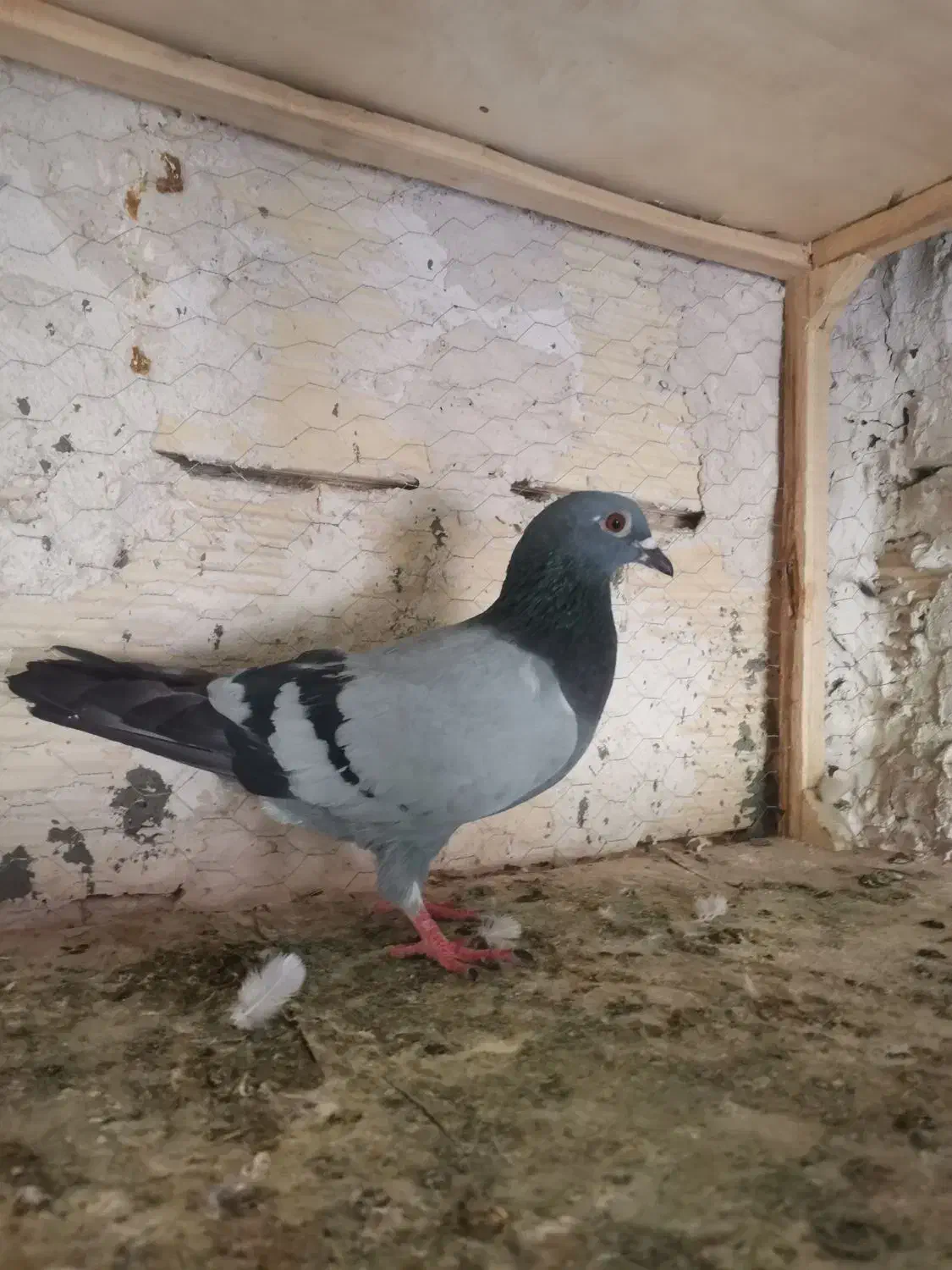 تعدادی کبوتر یا کفتر|پرنده|مشهد, شهید قربانی|دیوار