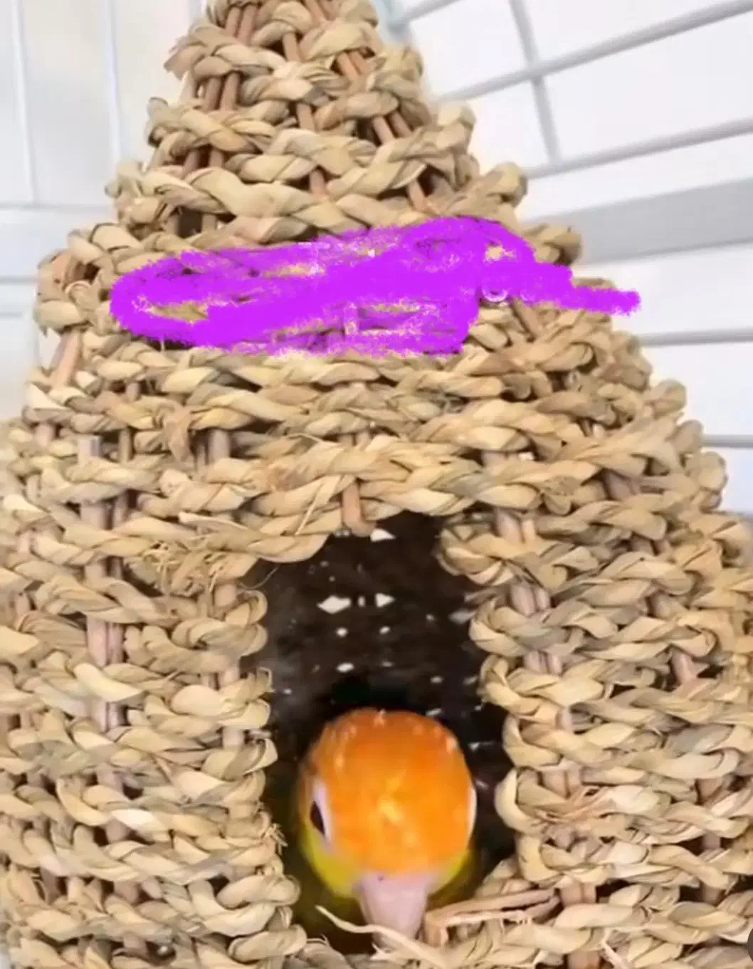 فروش لانه پرنده|لوازم جانبی حیوانات|تهران, سبلان (لشگر)|دیوار