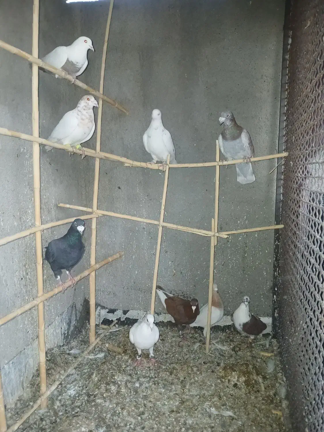 کبوتر|پرنده|هلالی, |دیوار