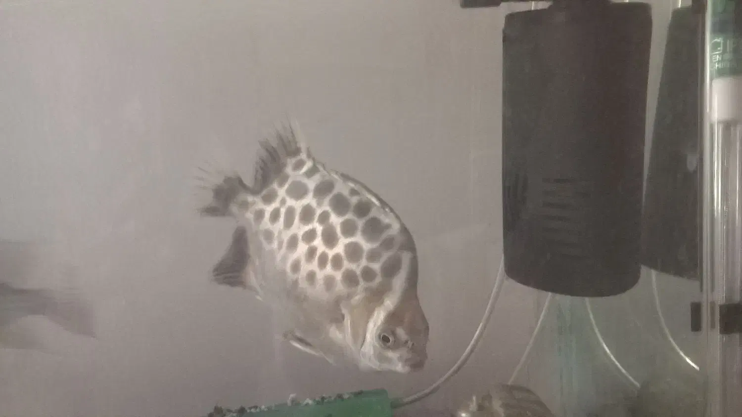 اکواریوم ب همراه ۳ ماهی و ۴قفس ۱۰۳۳|ماهی|تهران, سبلان (لشگر)|دیوار