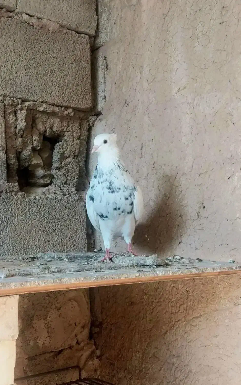 طوقی گم کردم شازده سرخ  عکس نمایشی|پرنده|شیراز, شهرک مهرگان|دیوار