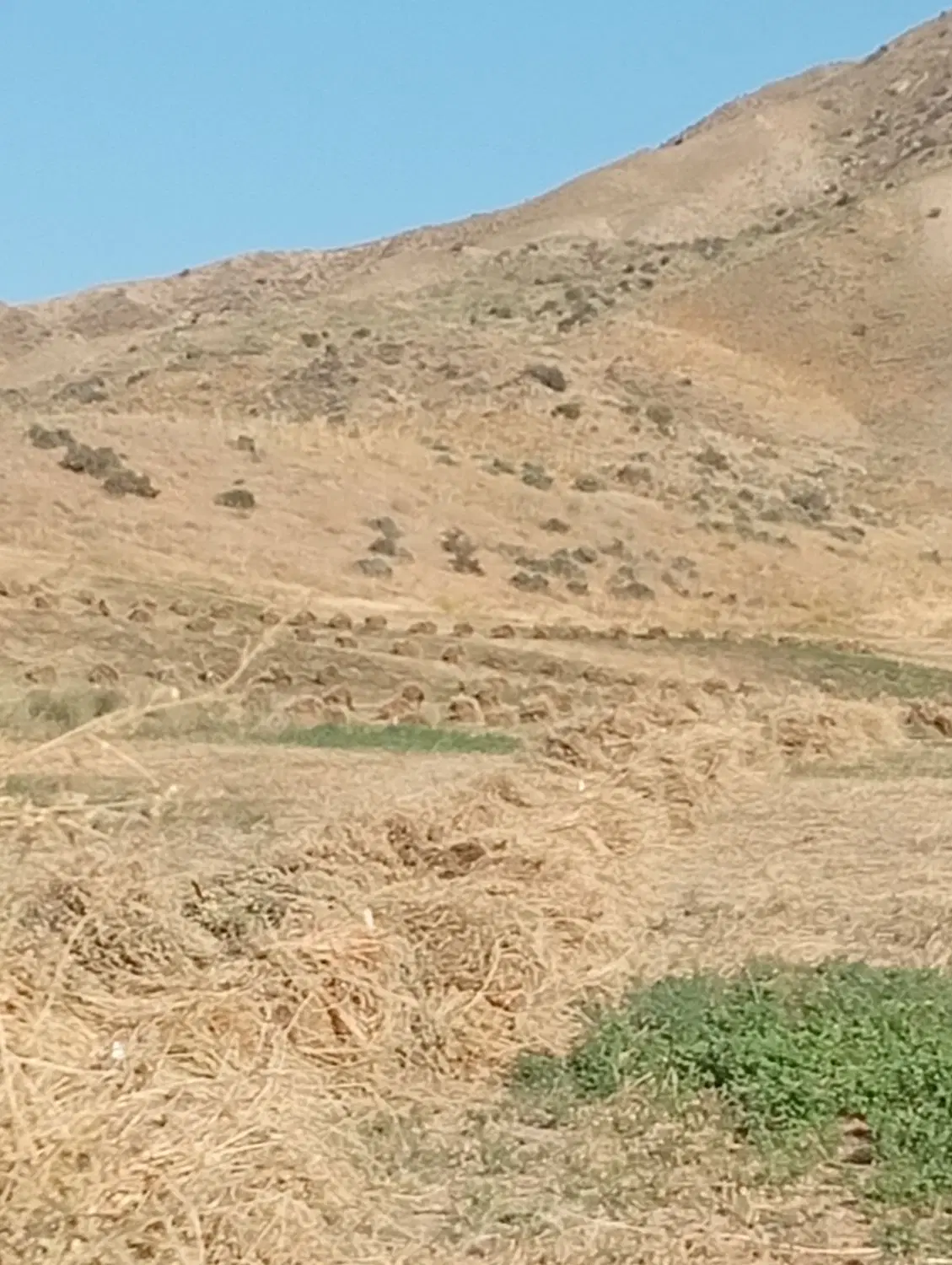 یونجه|لوازم جانبی حیوانات|میانه, |دیوار