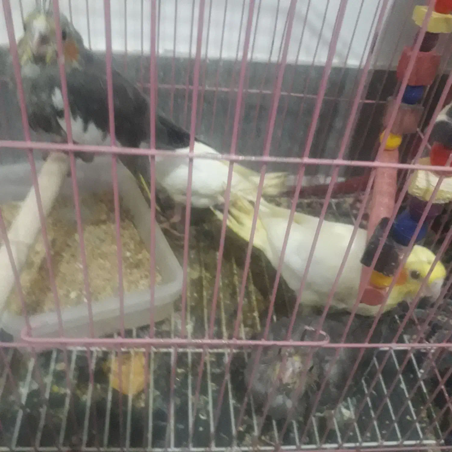 عروس هلندی سرلاکی|پرنده|اسفراین, |دیوار