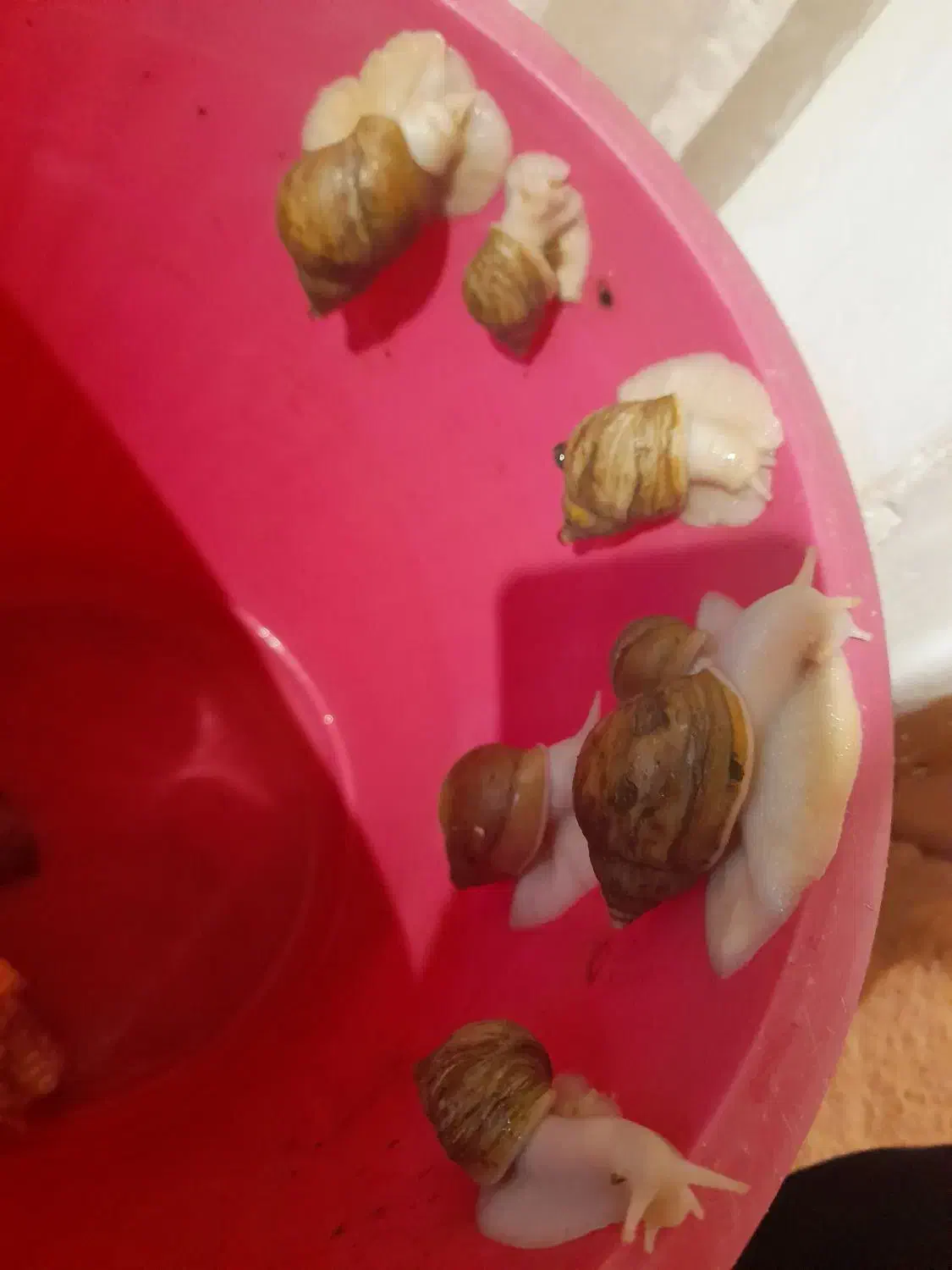 حلزون|خزنده|کرمانشاه, |دیوار