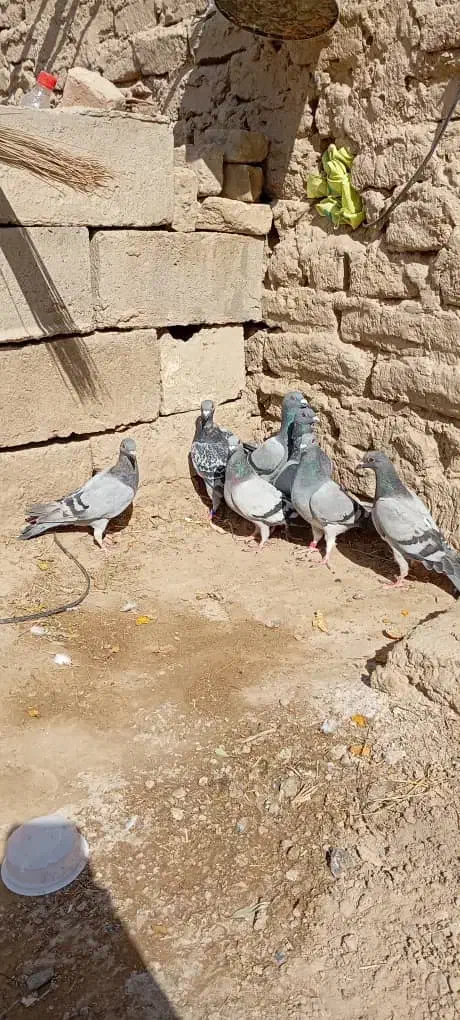 کفتر سبز و مگس شازده سبز|پرنده|زهک, |دیوار