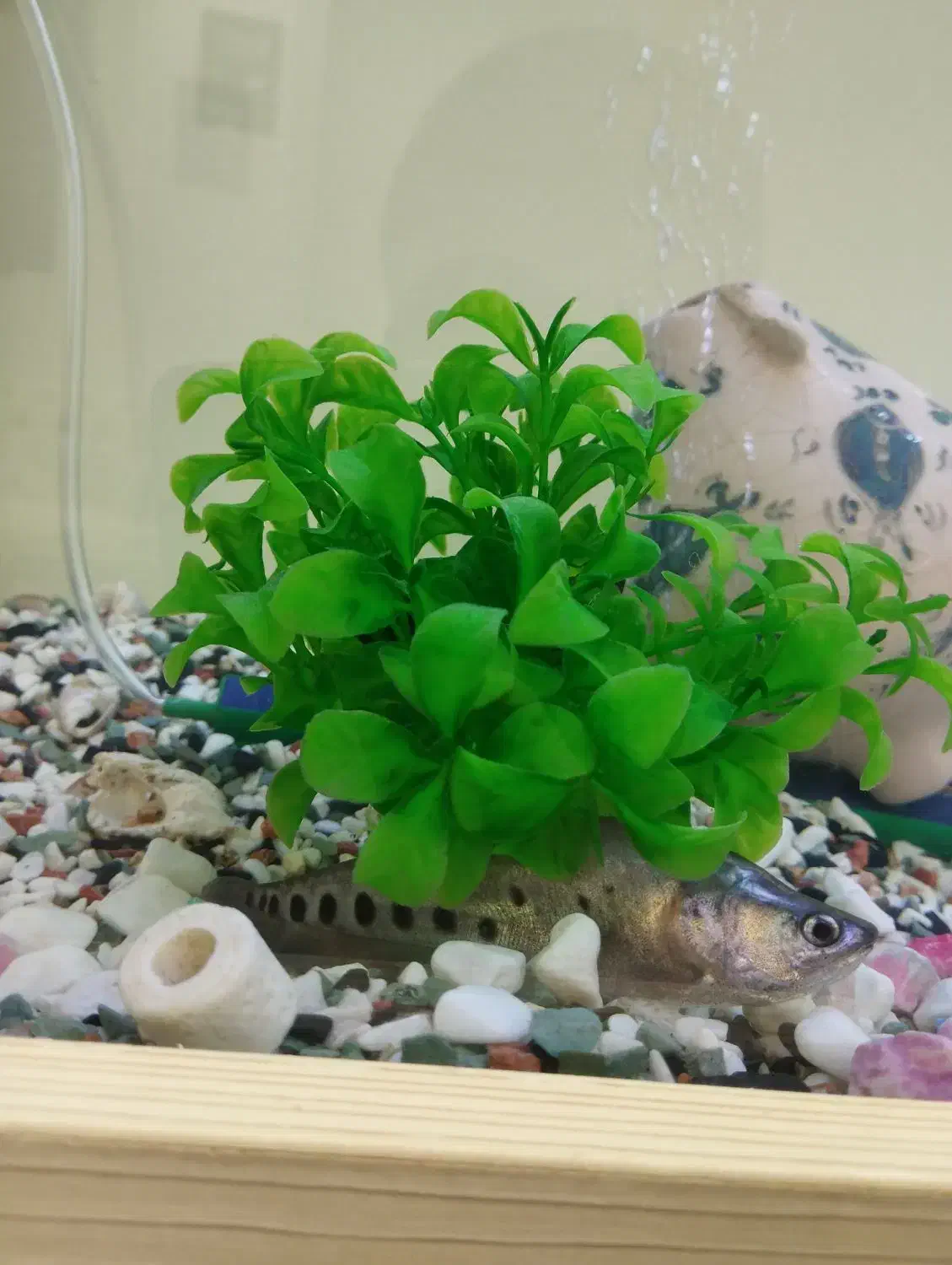 ماهی نایف|ماهی|تهران, آهنگران (سراسیاب دولاب)|دیوار