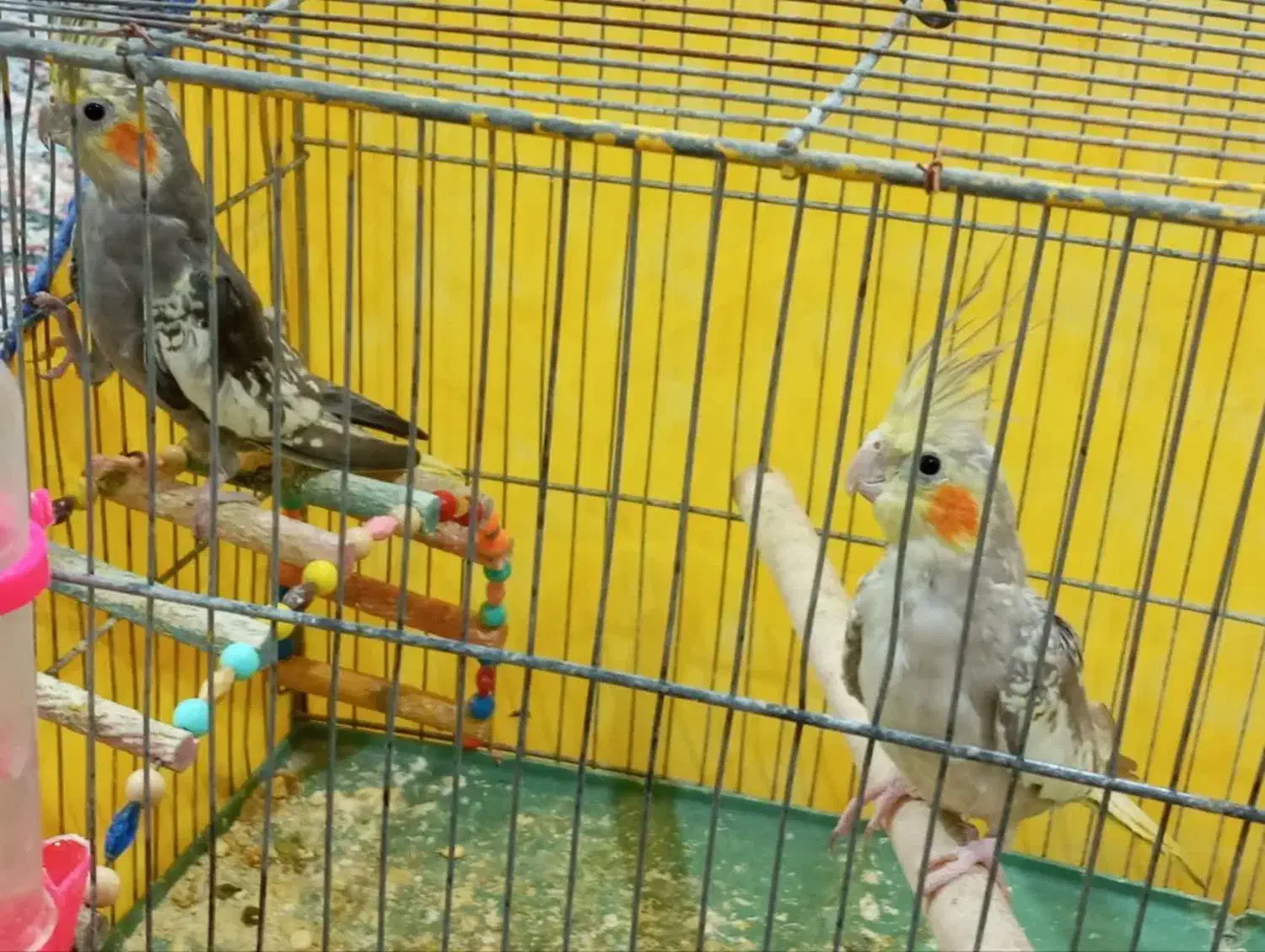 دوعدد عروس هلندی سالم   آماده دستی شدن|پرنده|بیجار, |دیوار