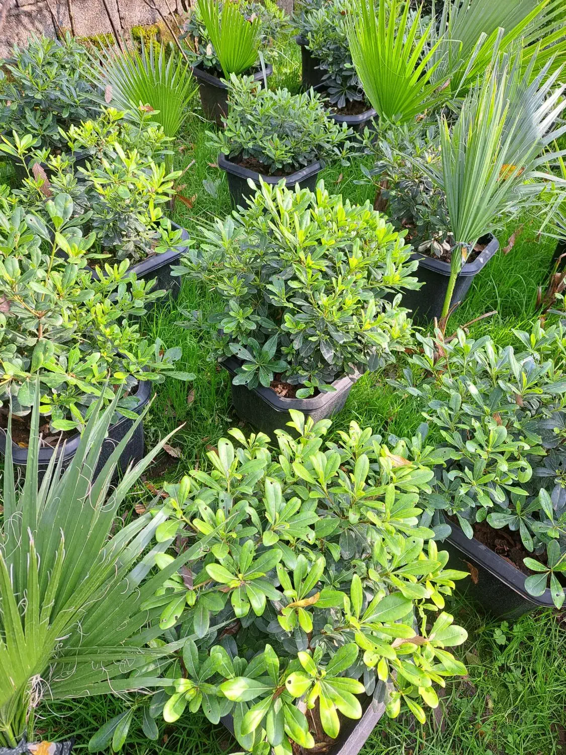 پیتسپروم.پالم.نوئل.یوکا|گل و گیاه طبیعی|کلاچای, |دیوار