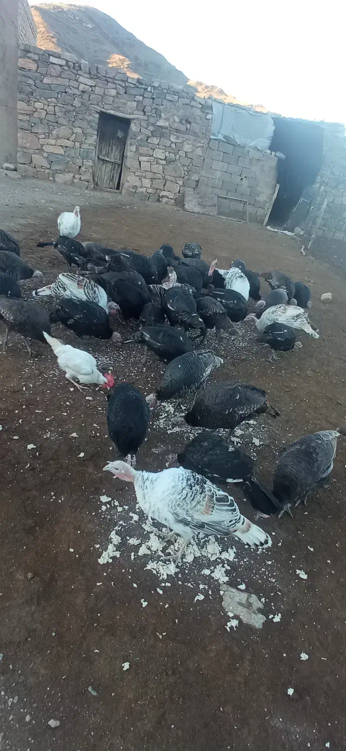 فروش بوقلمون|حیوانات مزرعه|شوط, |دیوار