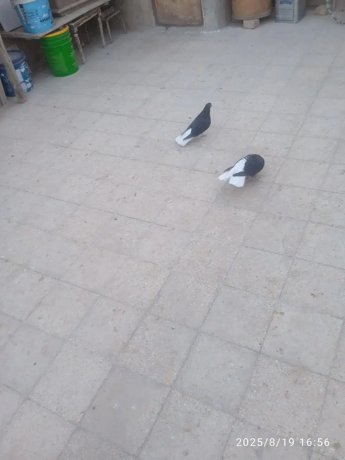 کبوتر|پرنده|اقبالیه, |دیوار