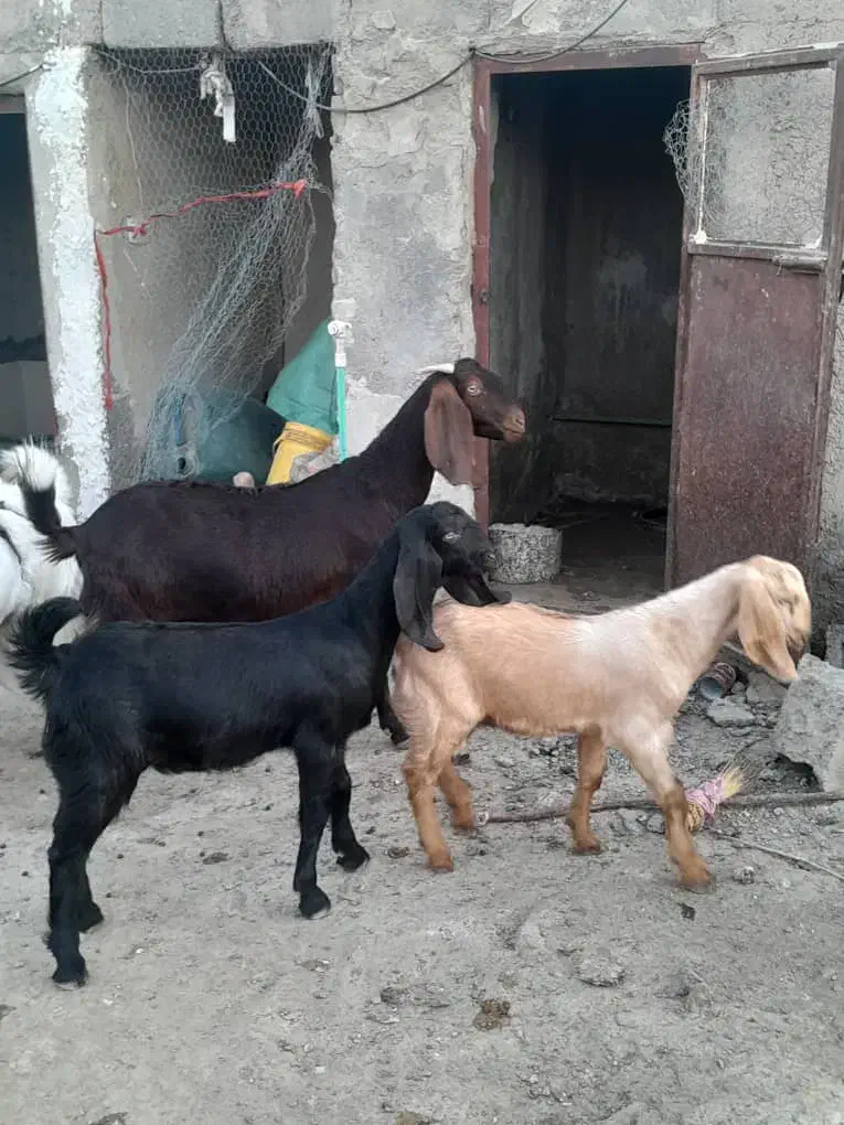 مری با کره نر و ماده|حیوانات مزرعه|هامون, |دیوار