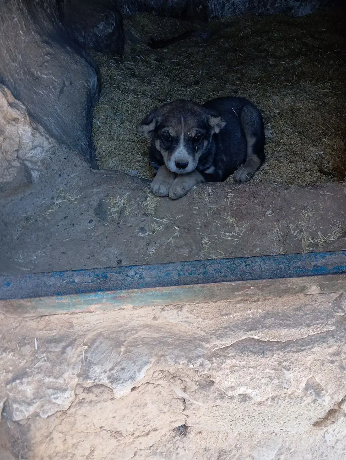 سگ پژدر خوب ماده|سگ|کرفتو, |دیوار