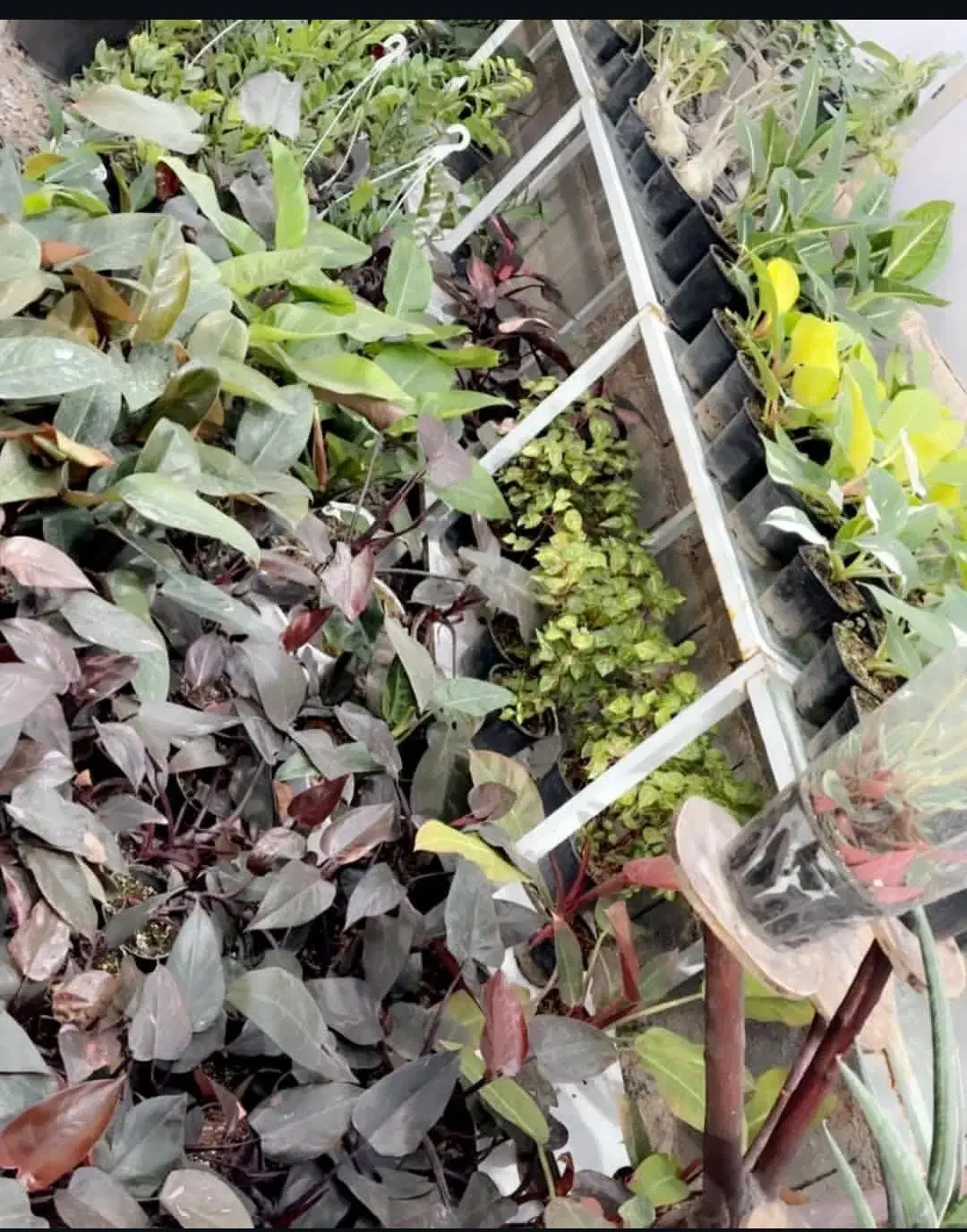 فروش یکجای گلهای آپارتمانی|گل و گیاه طبیعی|پاکدشت, پاکدشت (مامازند)|دیوار