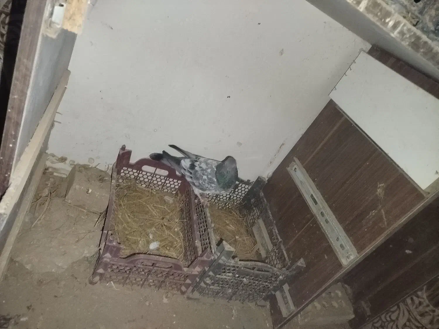 کبوتر کله ای تاپ|پرنده|کرخه, |دیوار