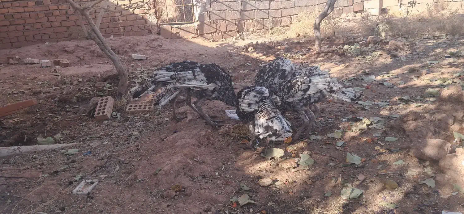 بوقلمون گوشتی|حیوانات مزرعه|پائین جام, |دیوار