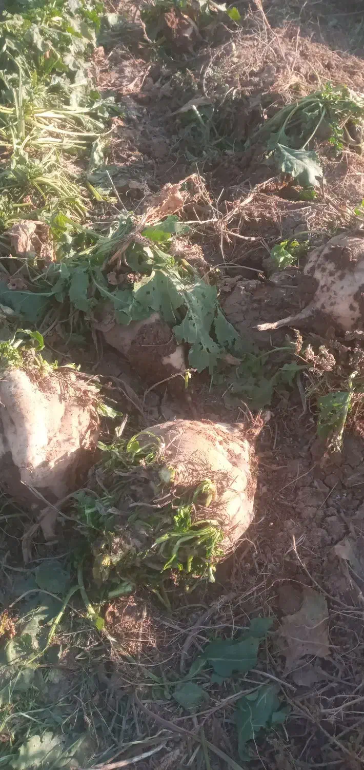 چقندر قند|خوردنی و آشامیدنی|بشاریات, |دیوار