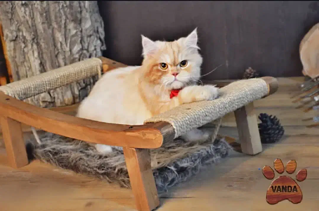 اسکرچر و بازی گربه|لوازم جانبی حیوانات|اندیشه, شهرک المهدی|دیوار