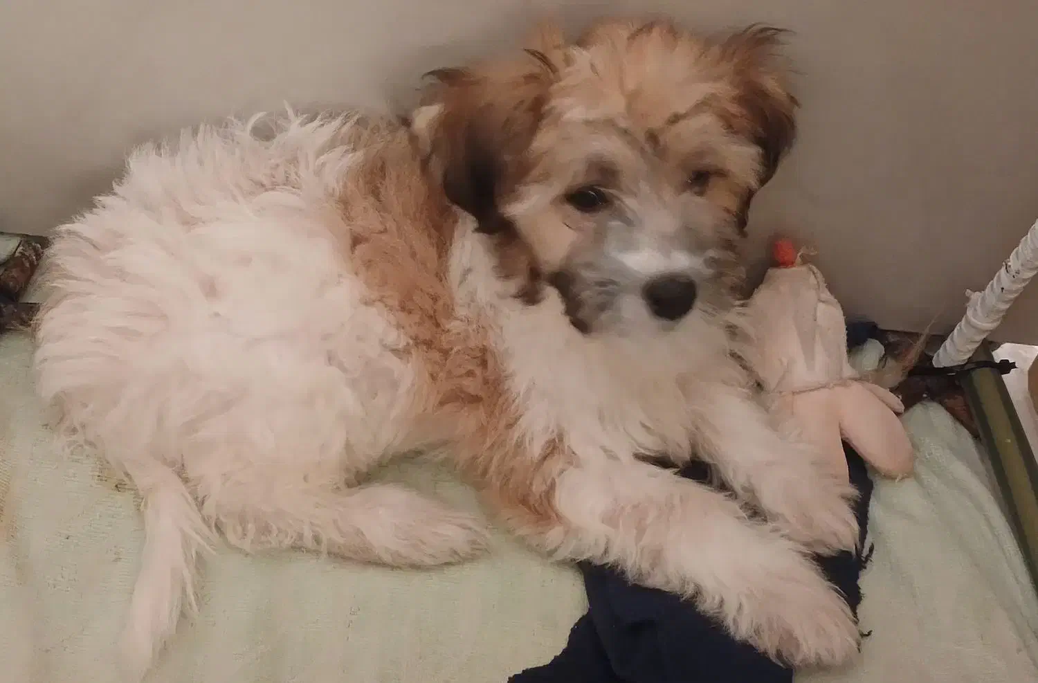 واگذاری سگ|سگ|مشهد, امیرآباد|دیوار