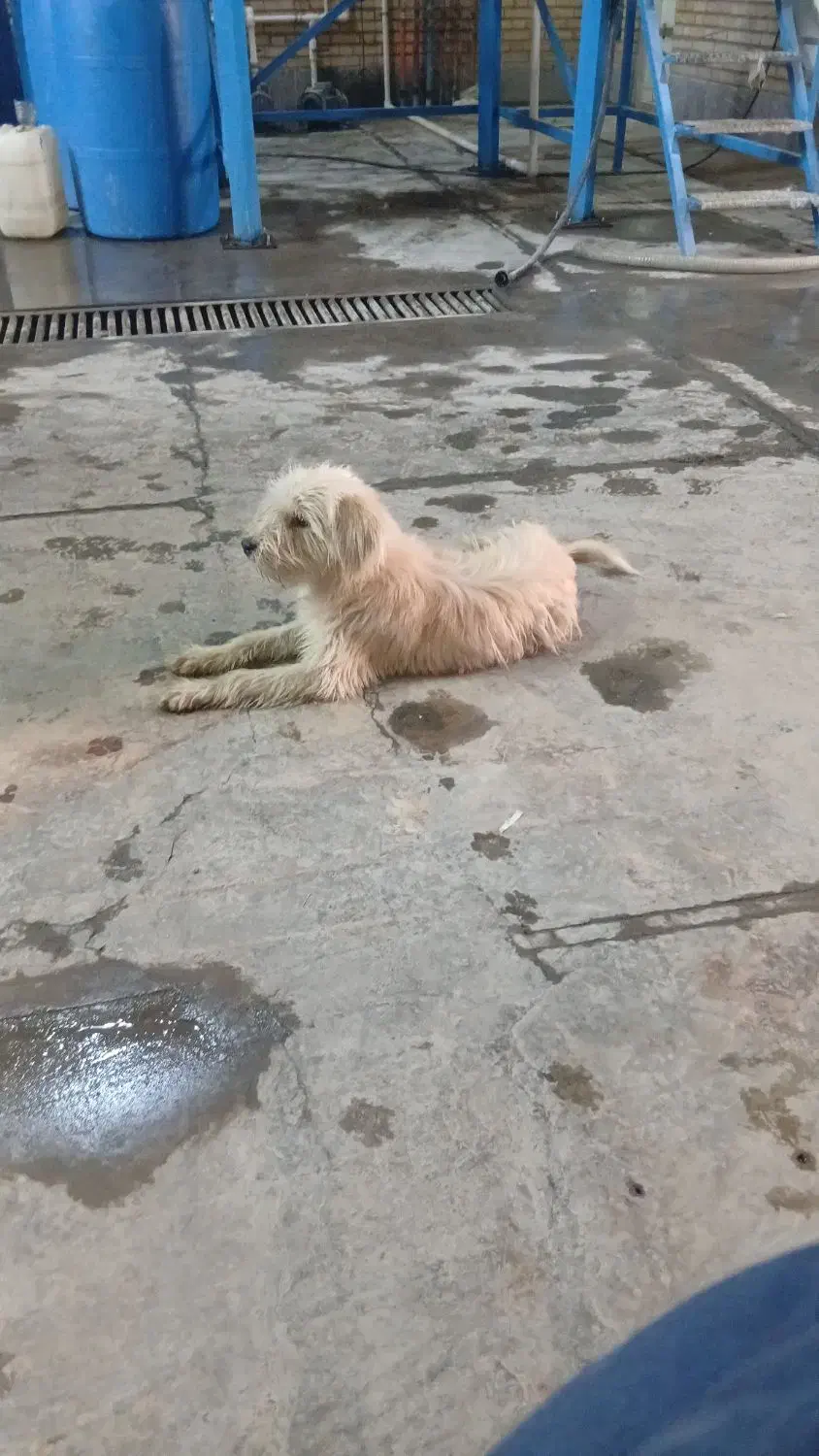 وگذاری سگ|سگ|باقرشهر, |دیوار