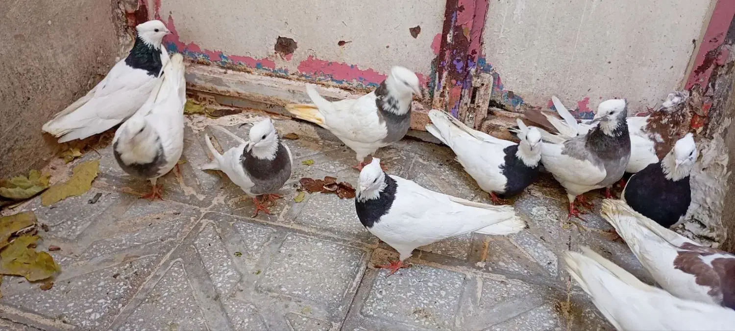 کبوتر طوقی ونامه بر|پرنده|کرمانشاه, |دیوار