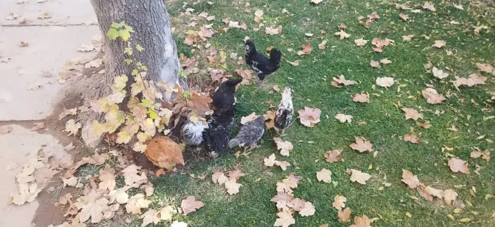 جوجه محلی|حیوانات مزرعه|شیراز, شهرک مهدیه|دیوار