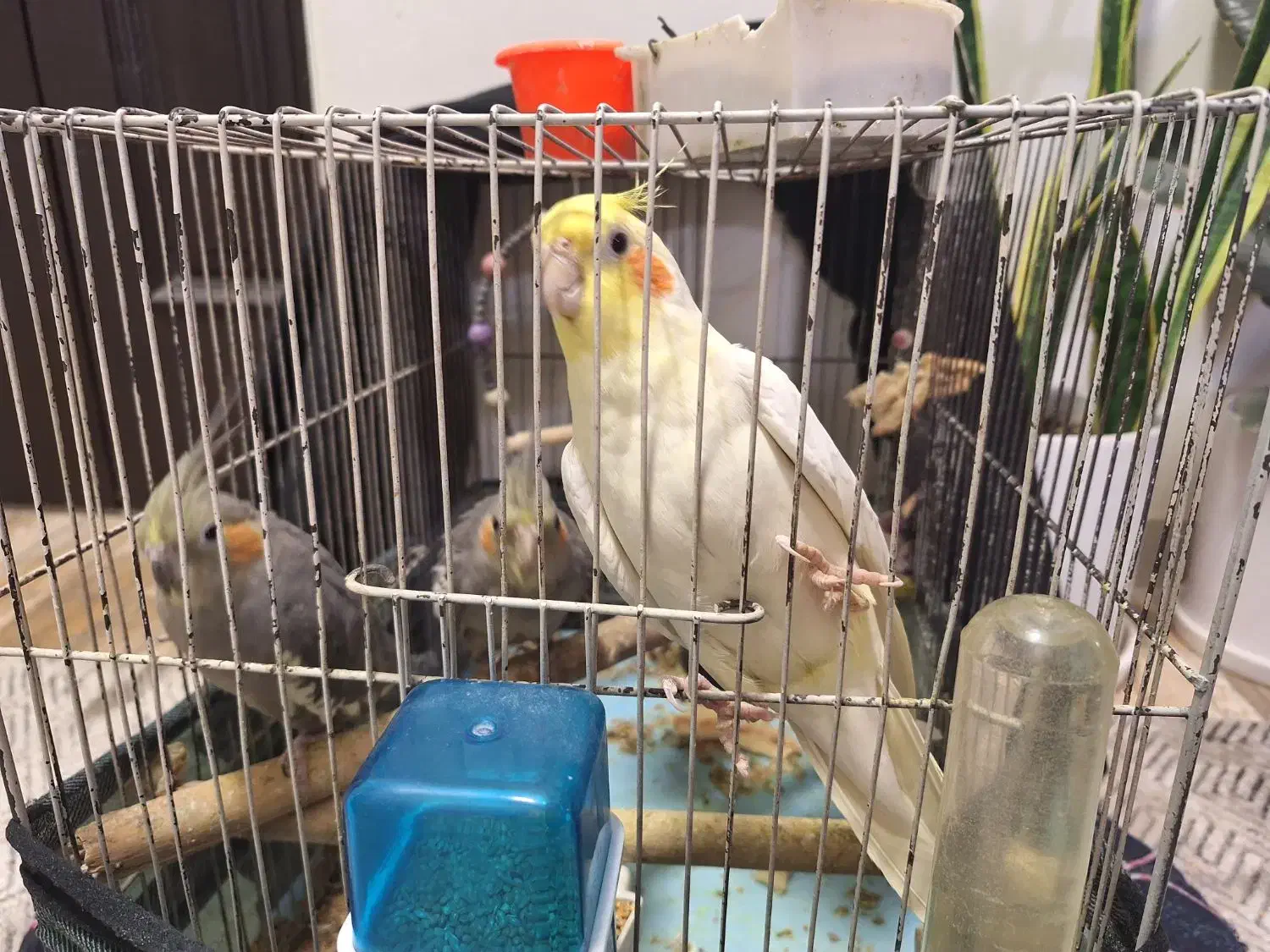 عروس هلندی|پرنده|فردیس, شهرک وحدت|دیوار