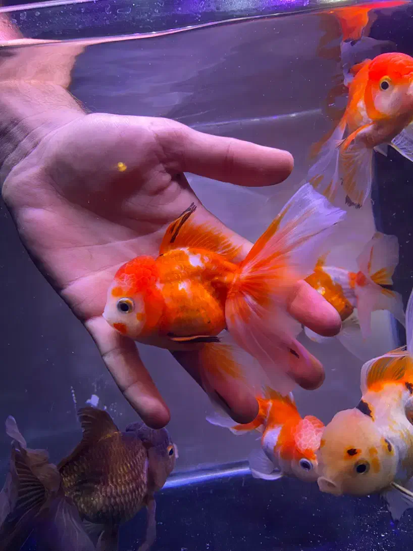 گلدفیش مولد گرید بالا|ماهی|تهران, صادقیه|دیوار