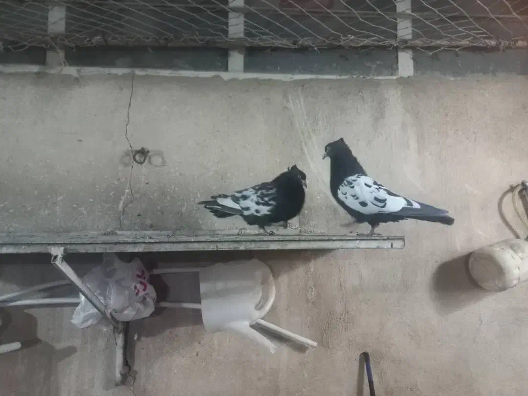 رنگی جفت سنیه دم زغالی|پرنده|فردیس, طالقانی|دیوار