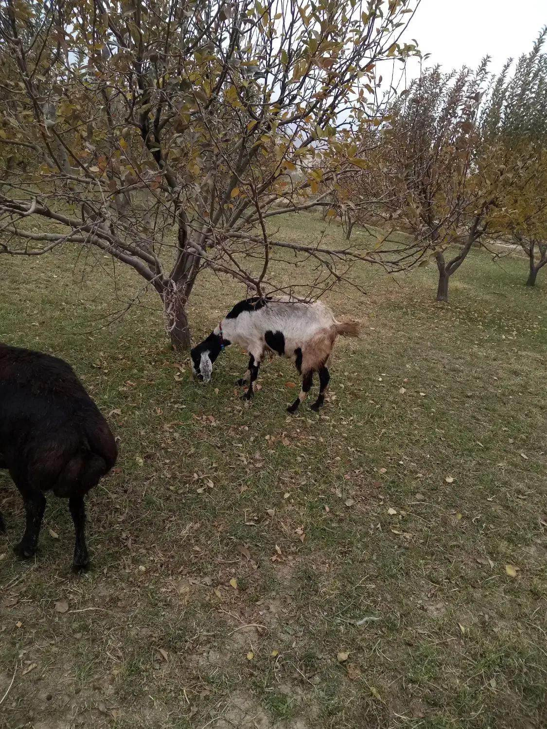 بز دوقلو|حیوانات مزرعه|بروجرد, |دیوار