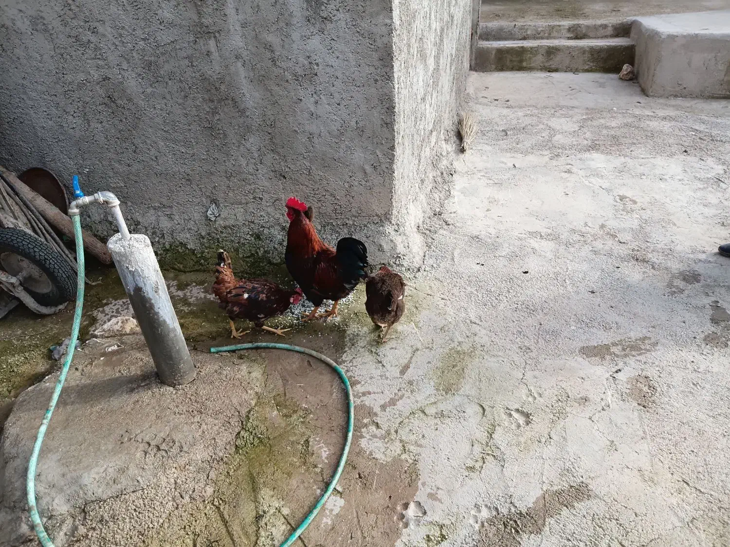 مرغ|حیوانات مزرعه|شباب, |دیوار