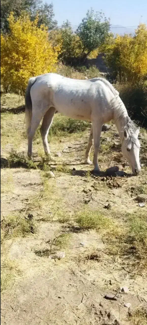 اسب|اسب و تجهیزات اسب‌سواری|زرند, |دیوار