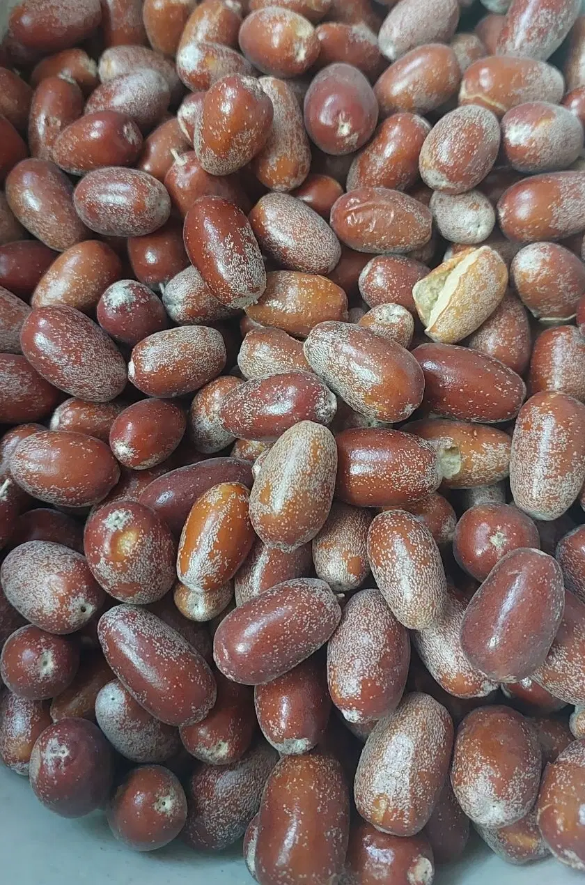 سنجد|خوردنی و آشامیدنی|مشهد, نوید|دیوار