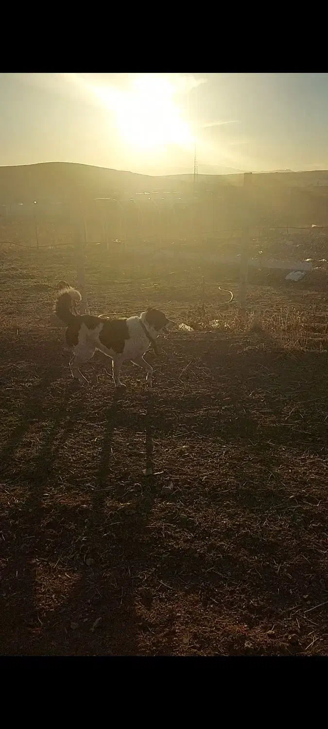 واگذاری سگ قدریجون نگهبان صدرصد|سگ|کرمانشاه, |دیوار