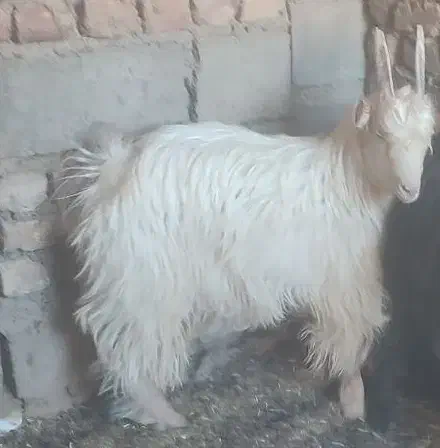 یک بزغاله نر امسالی|حیوانات مزرعه|قائن, |دیوار